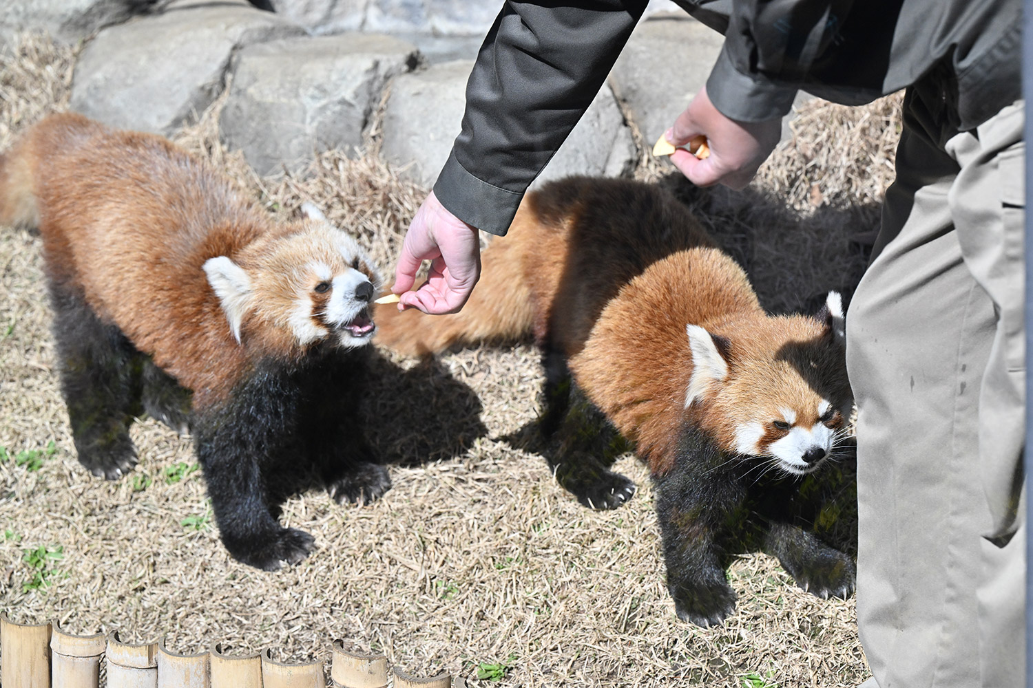 今日のレッサーパンダ（20日目）