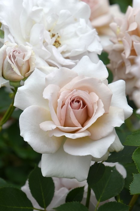 冬季大苗】バラ苗 ダイヤモンドグレー 国産苗 6号鉢植え品［契約品種