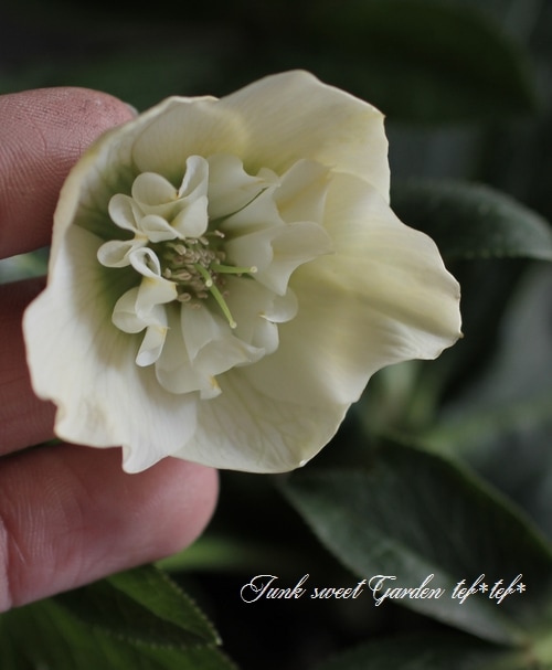 4655 整形オフホワイトセミダブルクリスマスローズ　開花株 園芸ネット本店｜杉光園芸さんのクリスマスローズ：セミダブル24-07