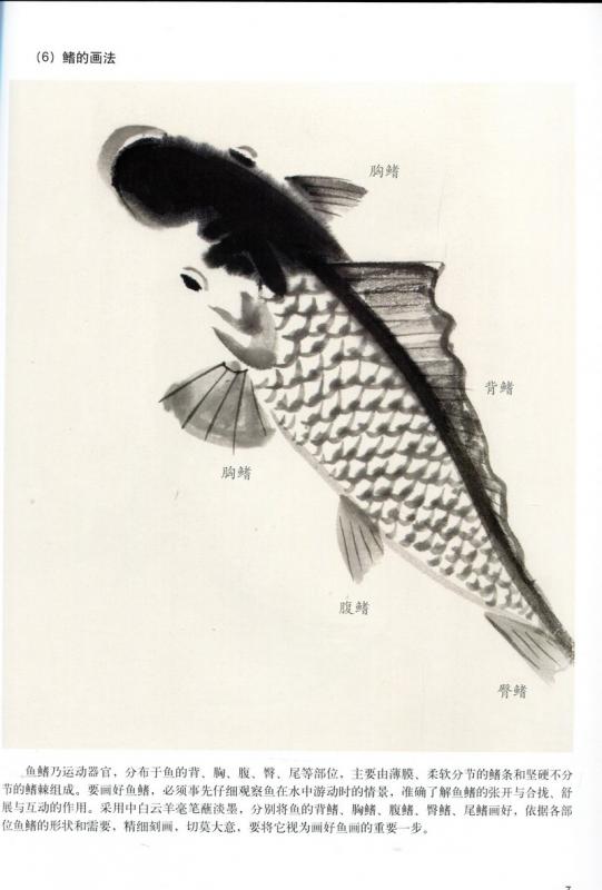 鯉 ナマズ 金魚 写意描き方 美術基礎教学系列叢書 中国絵画/写意