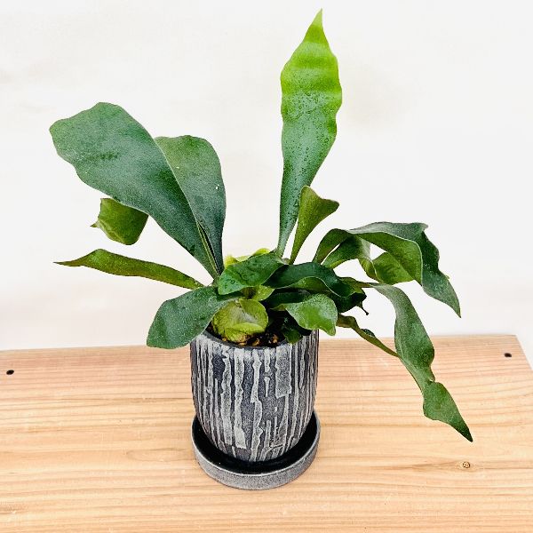 おしゃれ 観葉植物 鉢色選べる：ビカクシダ コウモリラン ネザーランド