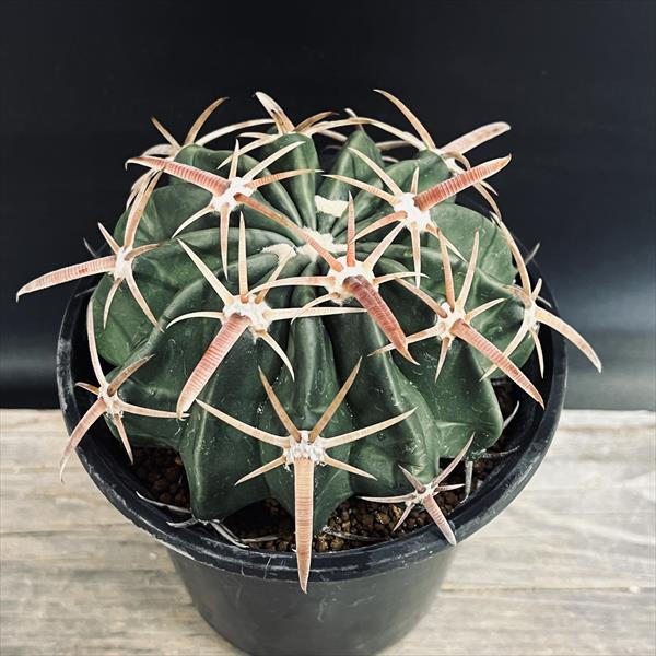 サボテン：ホマロケファラ 綾波*幅10cm | サボテン＆多肉植物,サボテン