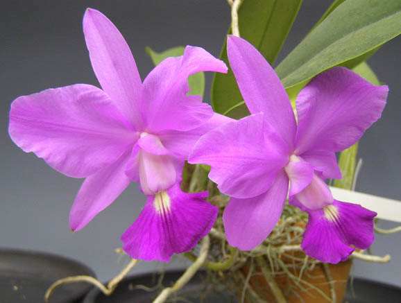 カトレア ワルケリアナ トクツ 6897_1.jpg