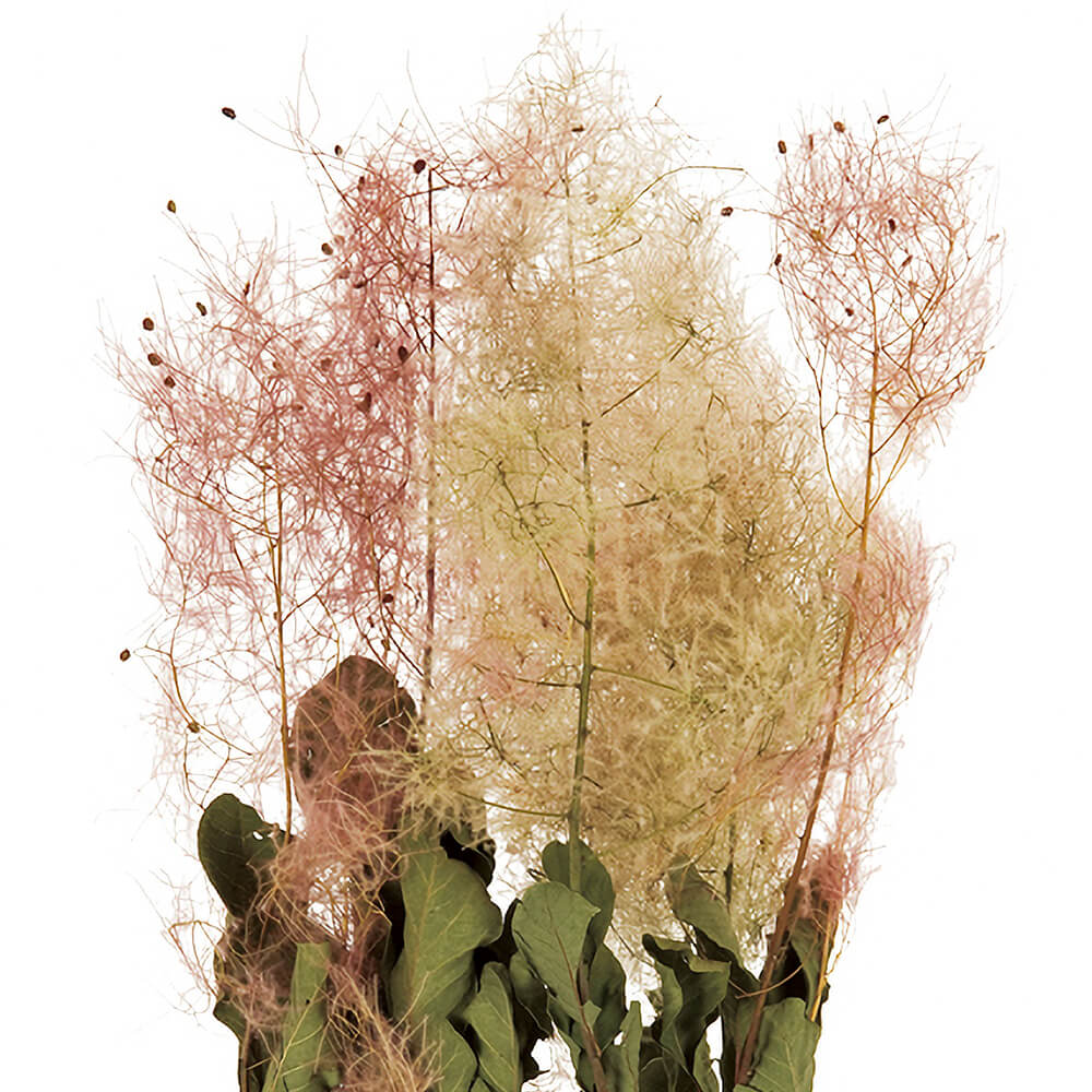 スモークツリー ナチュラル DE017149【ドライフラワー】通販｜GREEN PIECE