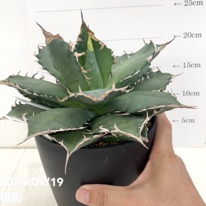 現品お届け】アガベ 5号 チタノタ 福建白鯨（A11）｜観葉01-D1 | 観葉