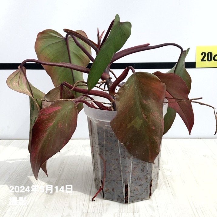 現品お届け】フィロデンドロン ストロベリーシェイク 5号ネガミエル