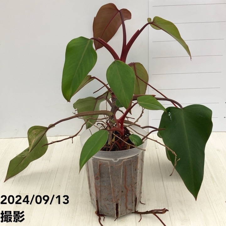 現品お届け】フィロデンドロン ストロベリーシェイク 5号ネガミエル