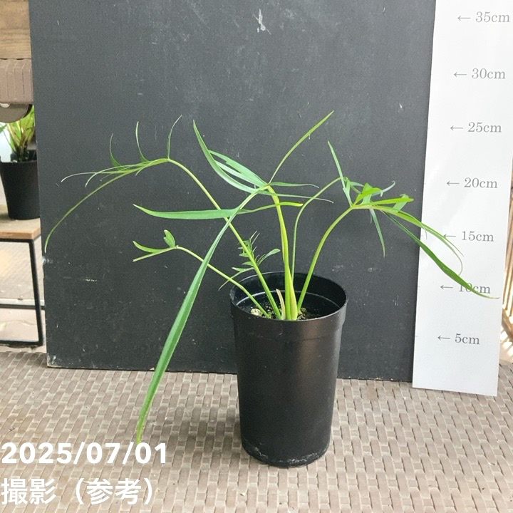 現品お届け】フィロデンドロン ポリポディオイデス 3号 （MI11）｜観葉