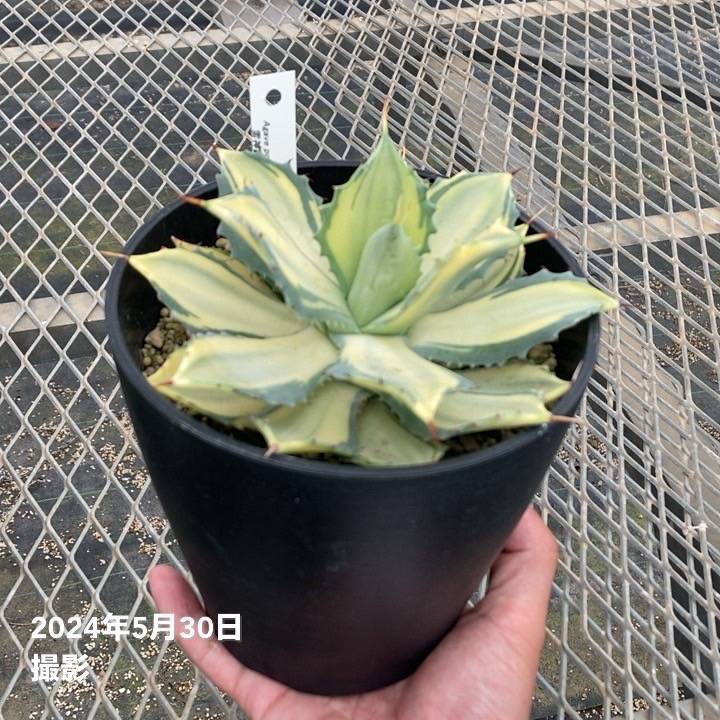 アガベ 5号 ポタトラム 雷神錦 黄中斑｜観葉01-D1 | 観葉・多肉,アガベ