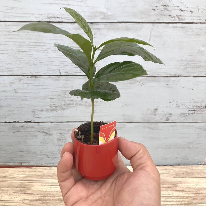 コーヒーの木 2号 10鉢セット｜観葉02-D2 | 観葉・多肉,コーヒーの木