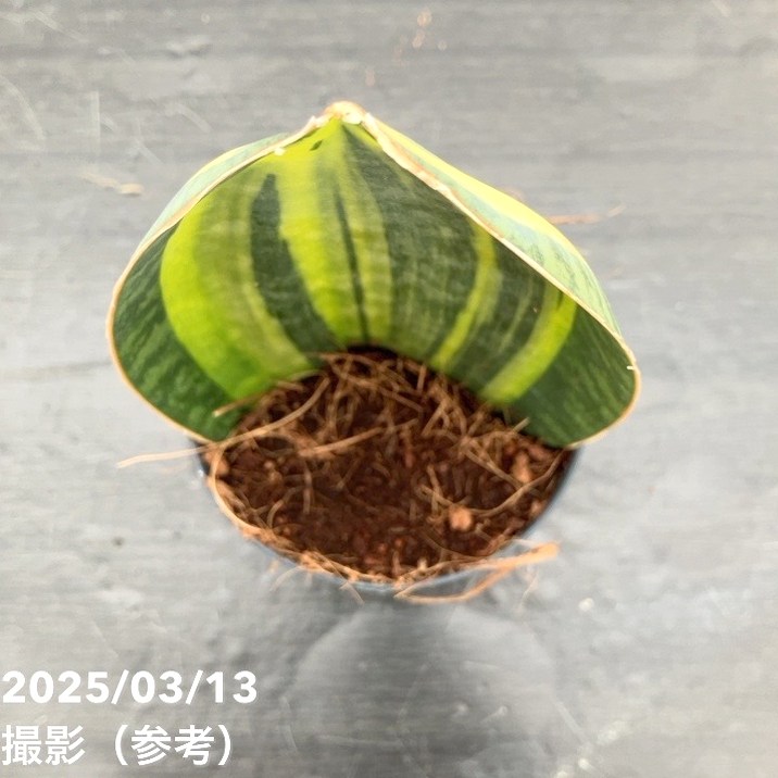 サンスベリア 3号 マッソニアナ バリエガータ 斑入り 生産鉢仕様｜観葉