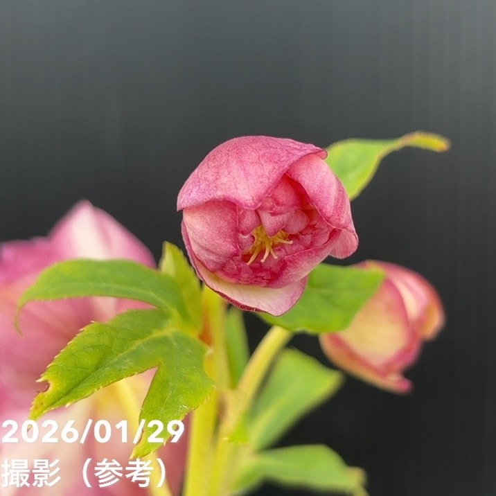 一点物】加藤農園 多弁ゴールドクリスマスローズ アフロディーテ