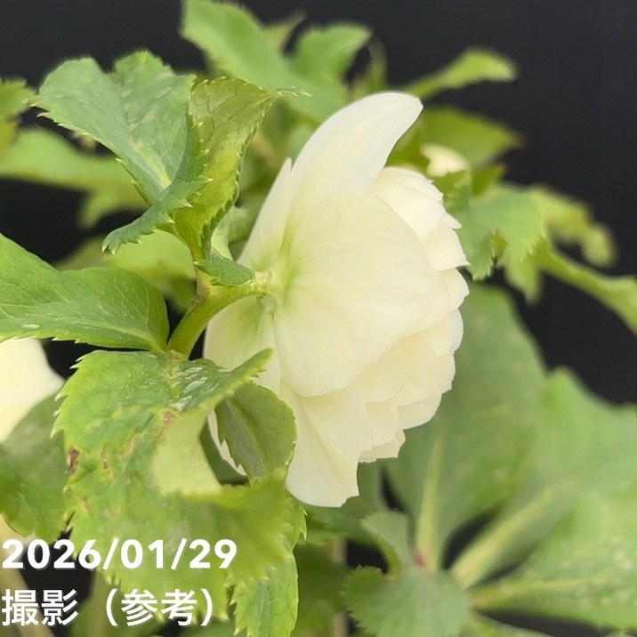 お買い得一点物咲き進み株】加藤農園 多弁クリスマスローズ ホワイト