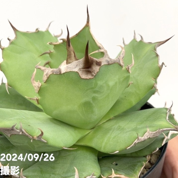 現品お届け】アガベ 4号 チタノタ 猫爪 Agave titanota 猫爪（A30