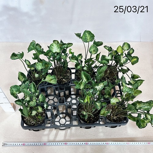 シンゴニウム ゴジラ(縮れ葉) 4号ポット｜芳樹園オンラインショップ