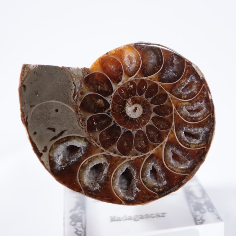 アンモナイト（カット＆ポリッシュ） | 鉱物標本,その他の鉱物