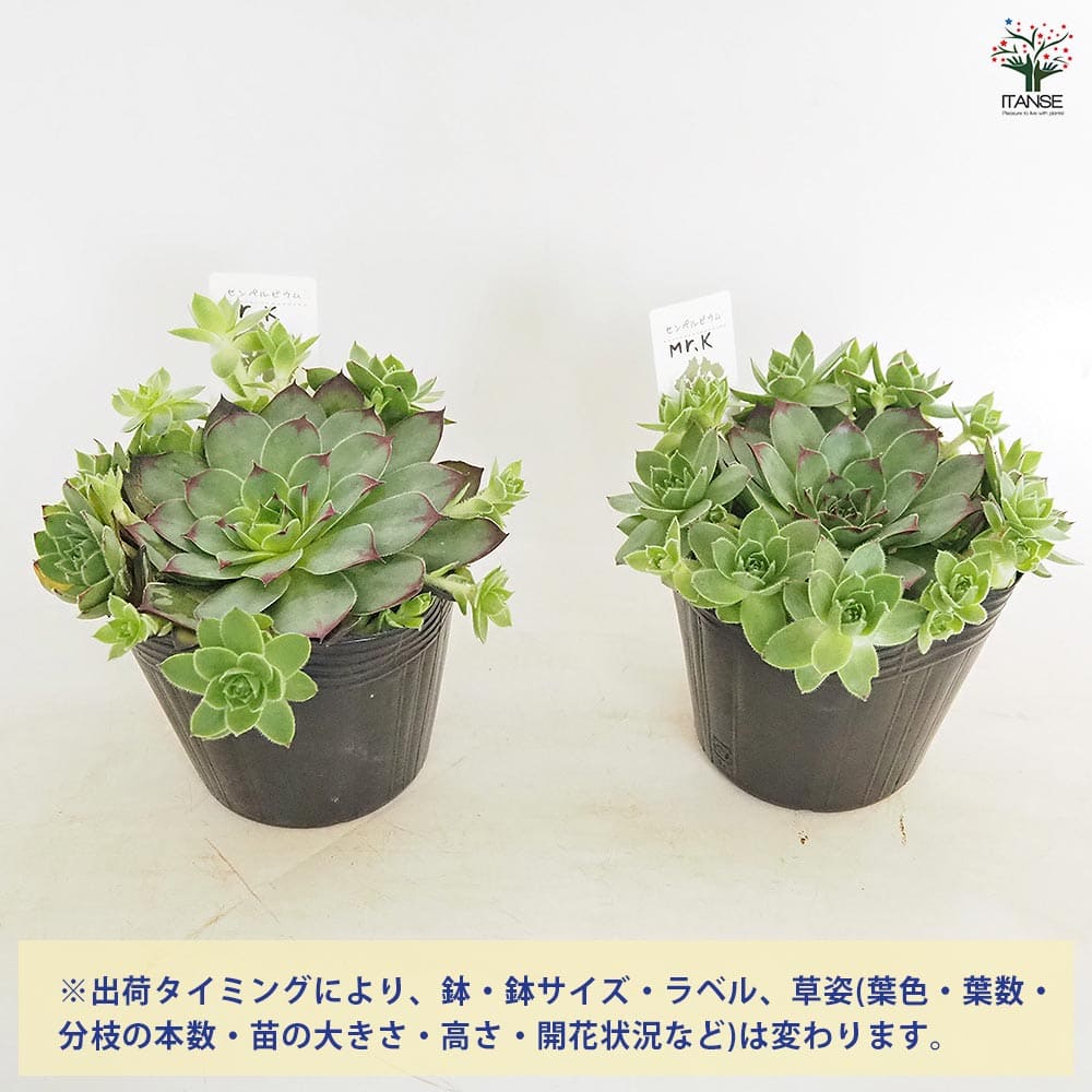 センペルビウム Mr.K 【多肉植物 4号／1個売り】｜ 【植物の