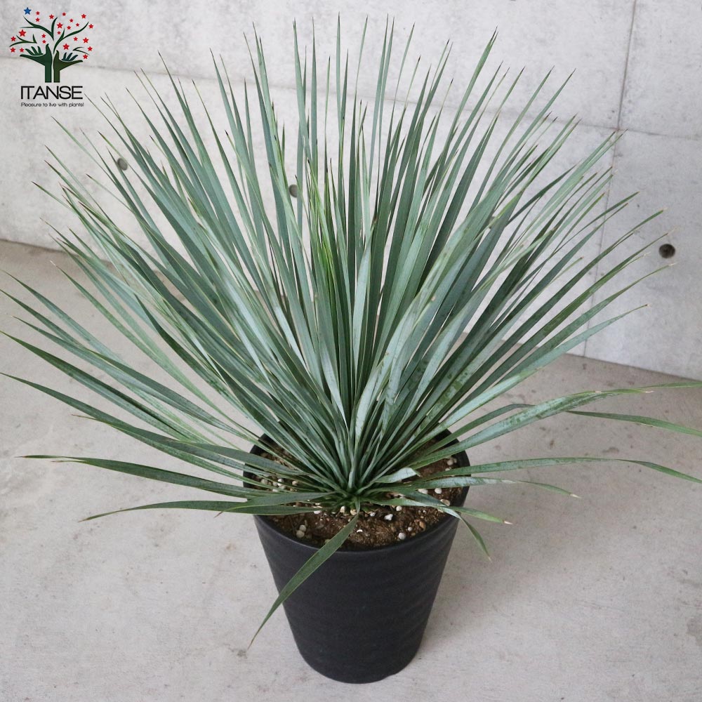 ユッカ・ロストラータ【観葉植物 10号鉢：リビングやオフィス向き