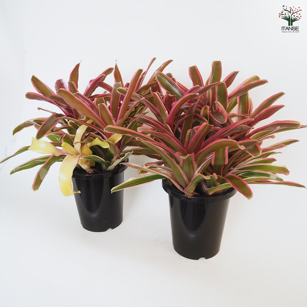 ネオレゲリア ファイヤーボール バリエガータ 【観葉植物 5号／1個売り