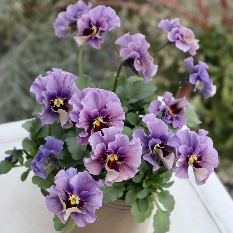 画像の現品!!石川園芸さんのビオラ「レディ」＜23-11＞