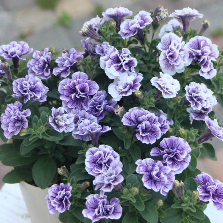 ラスト!!希少品種☆超良株♪小輪八重咲きペチュニア「トパーズブルー