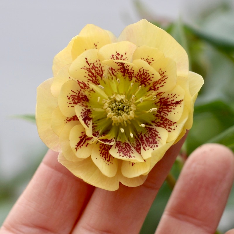 クリスマスローズ「ダブルアプリコット系」3.5号ロングポット