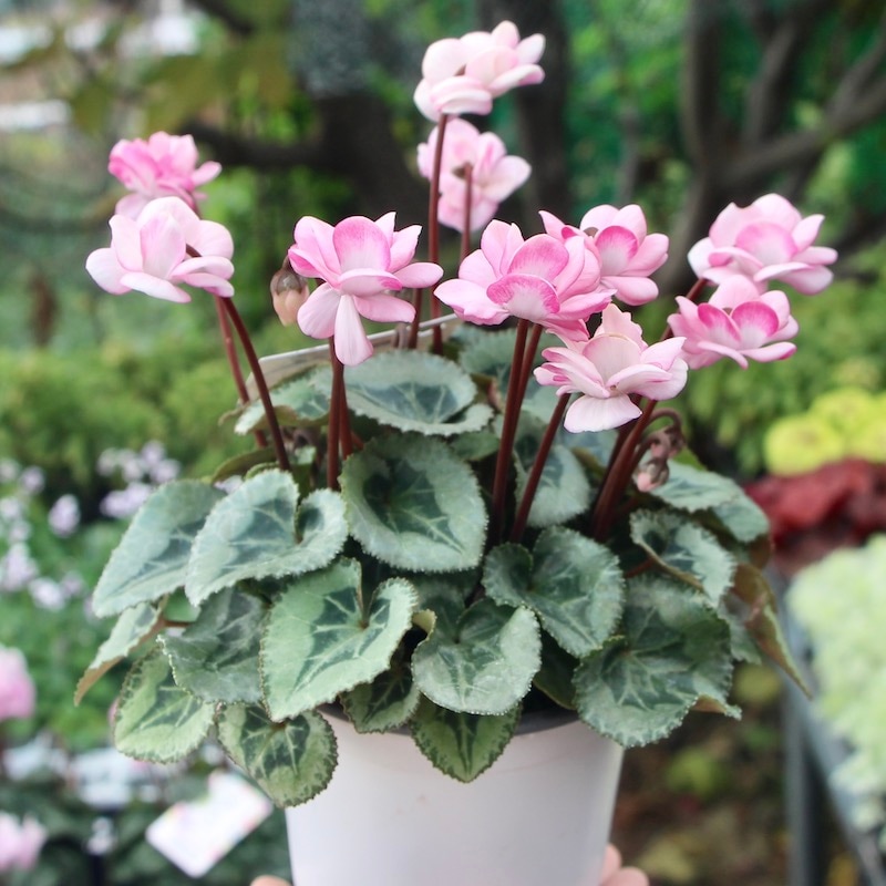 八重咲きミニシクラメン「フェアリーピコ」＜3＞