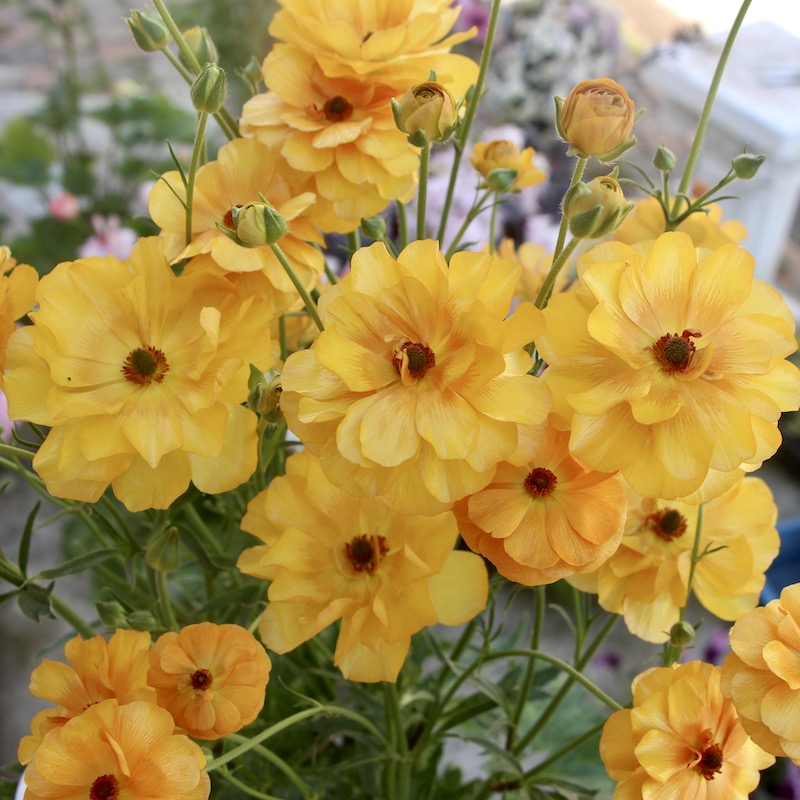 お値打ちの特大株!!《画像(最後の5枚)の現品1点限り》ラナンキュラス