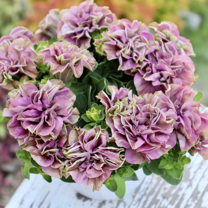 新品種☆花日和さんの八重咲きペチュニア・ベルチャーム「アンジェラ