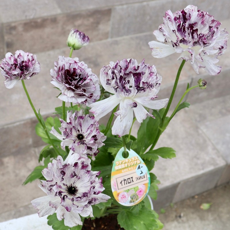 希少品☆現品1点限り!! 綾園芸さんの変わり咲きラナンキュラス