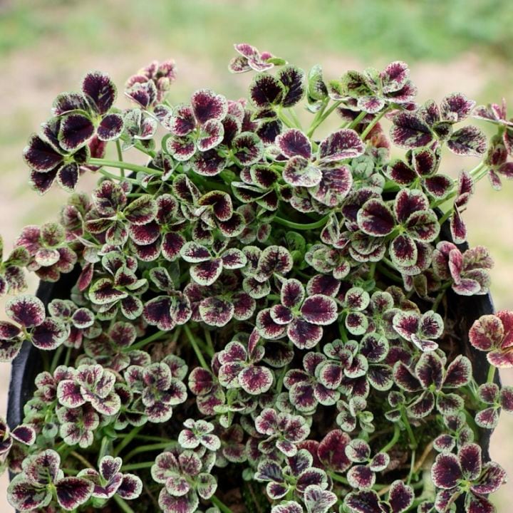 商品一覧｜ガーデニング雑貨と花苗のセレクトショップ～風散歩～