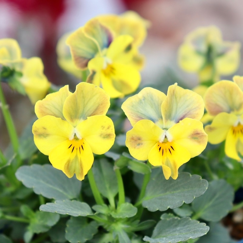 今シーズンのNEW現品1点限り☆サトウ園芸さんのビオラ・ヌーヴェル