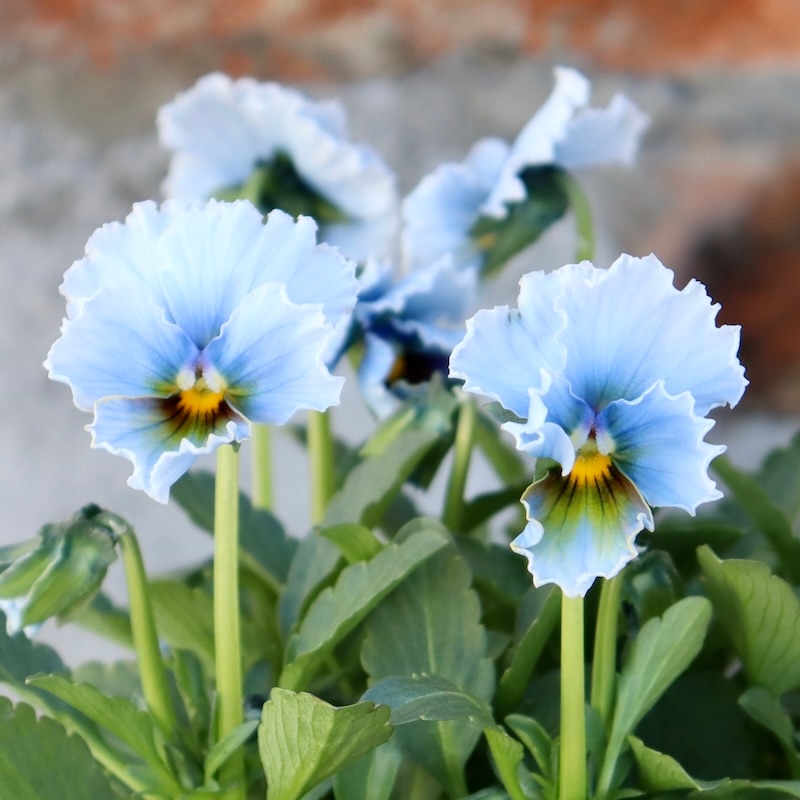 現品1点限り☆スペシャルなサトウ園芸さんのビオラ・ヌーヴェル