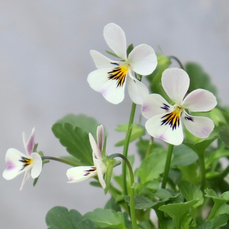 今年は1株限り☆フラワーハーツさんの小輪ビオラ・ビオレッタ「ミルク