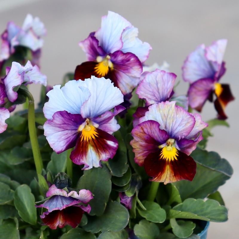 1点限り☆スペシャルなサトウ園芸さんのビオラ・ヌーヴェルヴァーグ