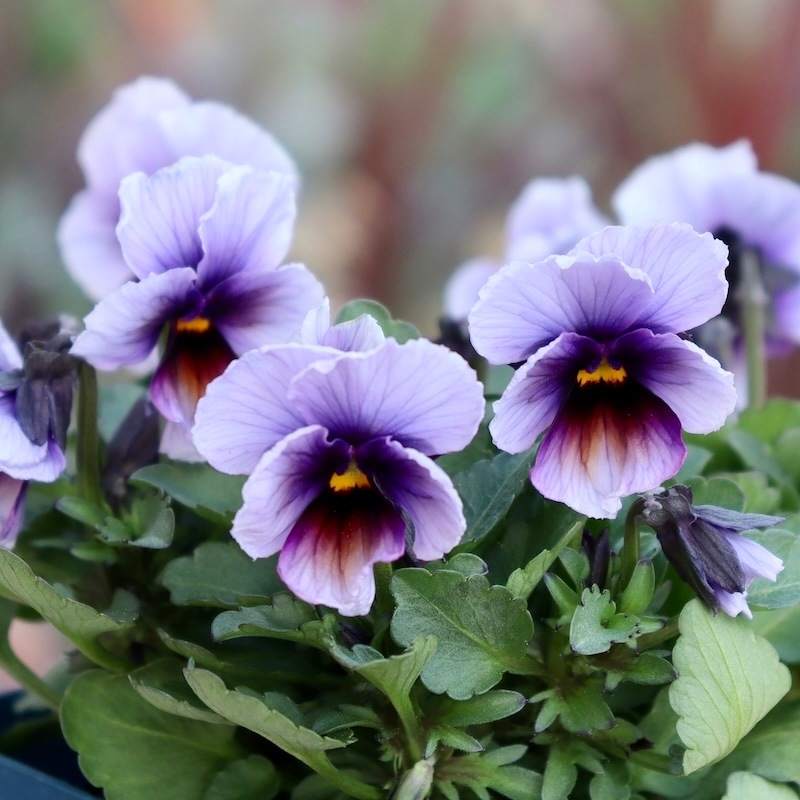 現品1点限り☆サトウ園芸さんのビオラ・ヌーヴェルヴァーグ＜331番＞