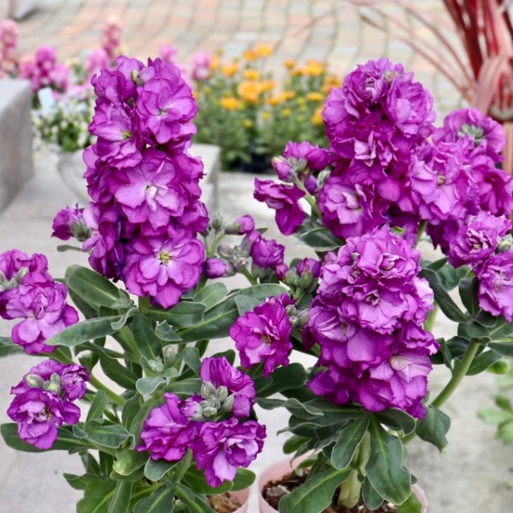 ボリューム満点開花株をお手頃で♪】画像の現品販売☆八重咲きストック