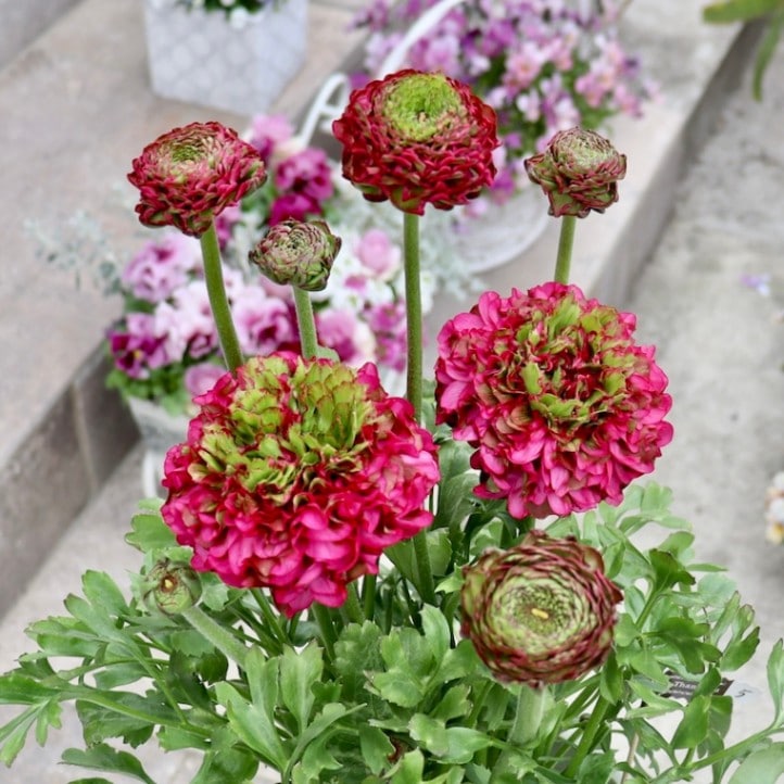 レア品種☆画像の現品!! 大輪ラナンキュラス・ポンポンシリーズ「5番