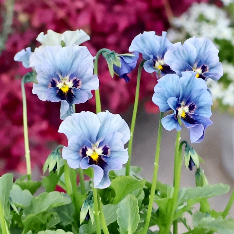 希少☆画像の現品1点限り☆石川園芸さんの小輪ビオラ「マイガール」7番