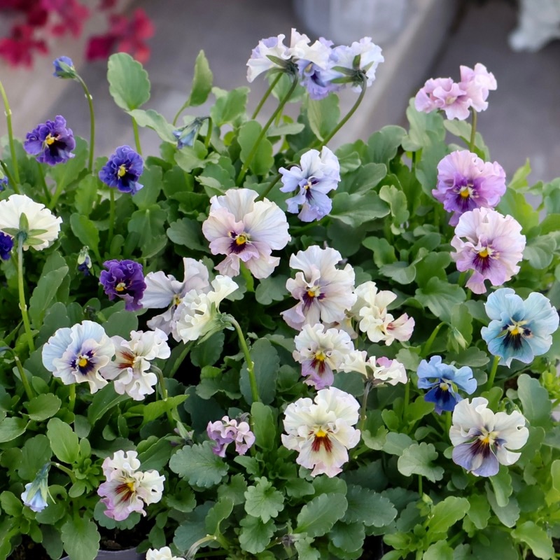 2025年☆石川園芸さんの小輪ビオラ「マイガール」お色お任せ♪