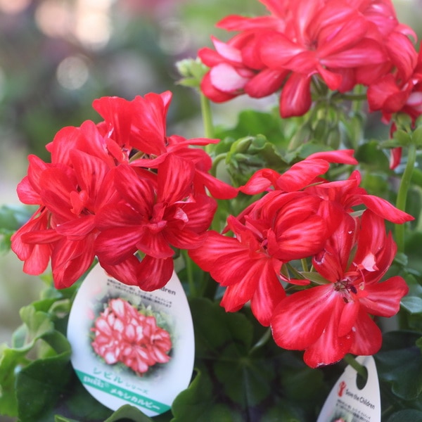 PAC社アイビーゼラニウム・シビルシリーズ「メキシカルビー」(特大4号