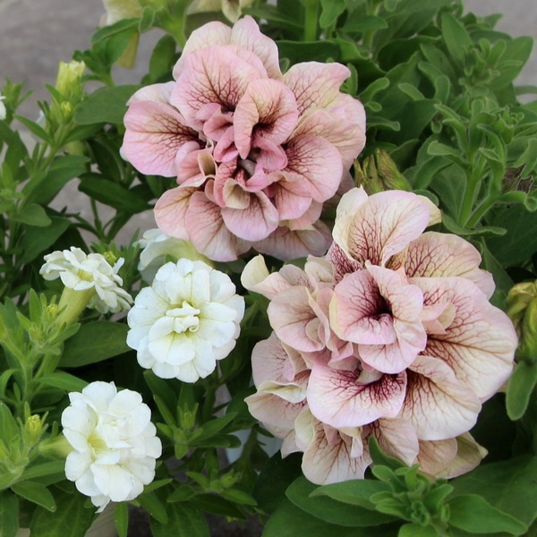 特別取り寄せ☆超良株!!桂楓園さんの八重咲きペチュニア「ティー