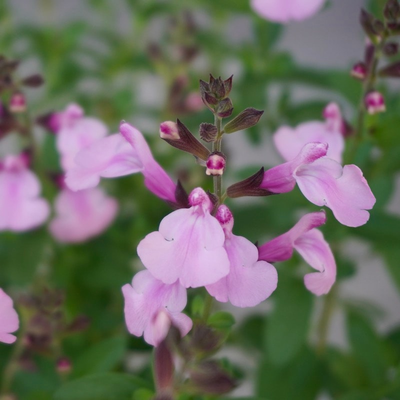 綺麗な開花株入荷♪サルビア・ミラージュ「ソフトピンク」(3.5号ポット)