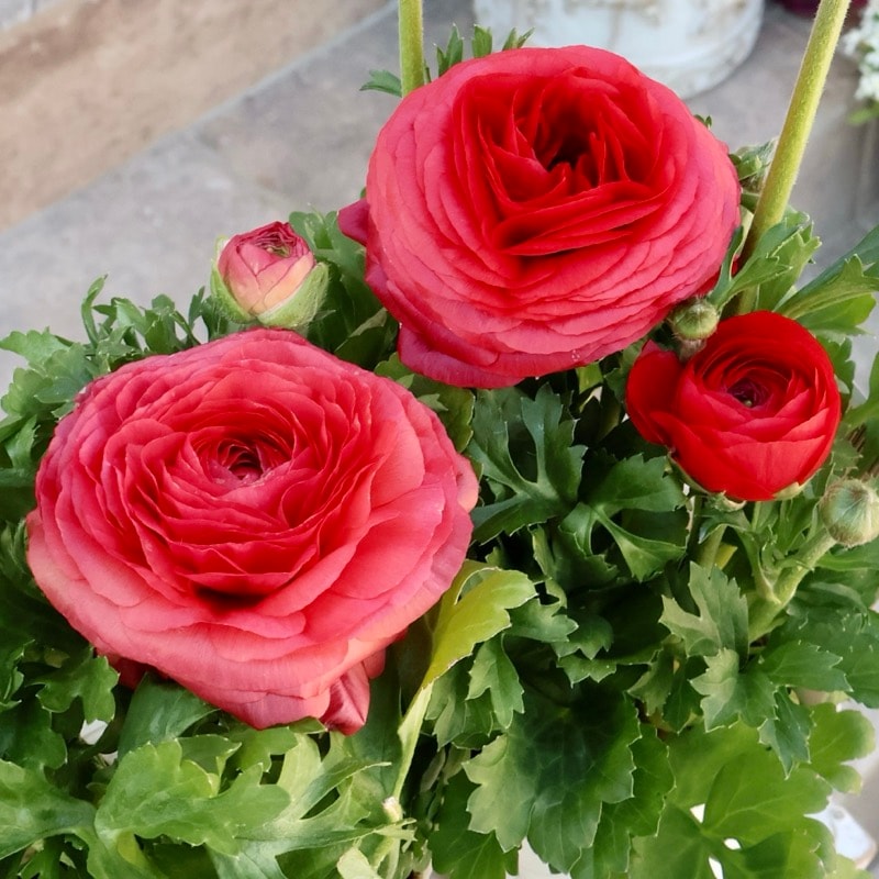 2年物のボリューム満点株♪ラナンキュラス「綾リッチ」8番(3.5号ポット)