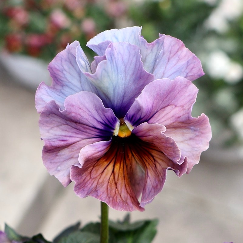 25年秋-26年春の新品種 》現品1点限り☆桂楓園さんのパンジー「フェデ