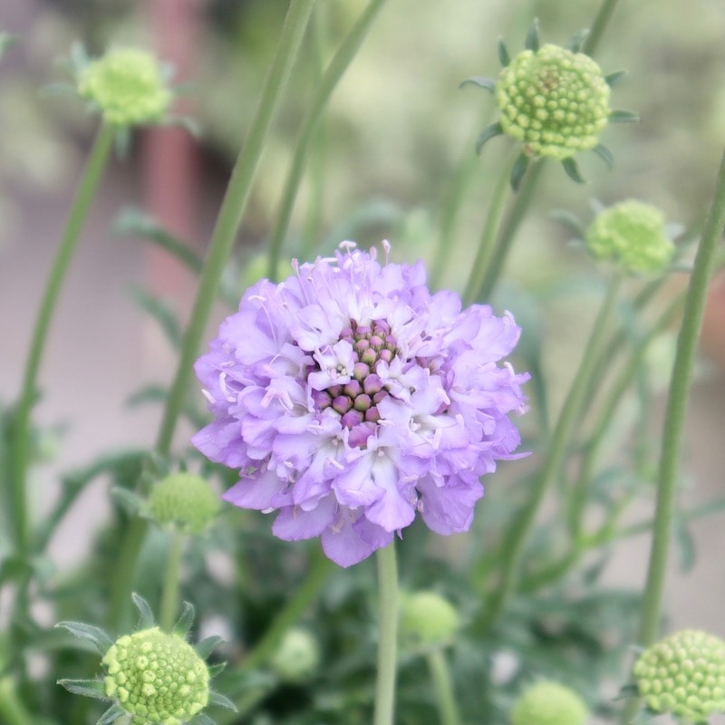 画像で花色を選べる♪希少株☆スカビオサ・スクープ??? No.5(3号ロング