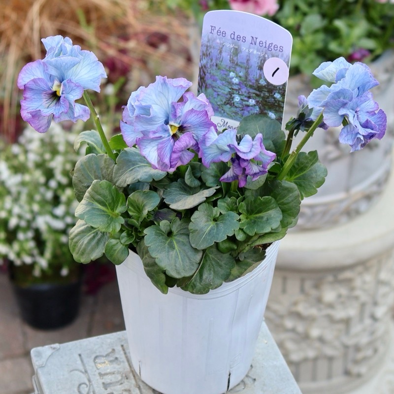 25年秋-26年春の新品種 》現品1点限り☆桂楓園さんのパンジー「フェデ