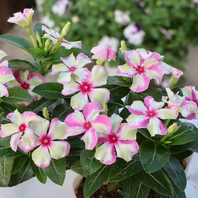 12_000000003601.jpg?1750404342