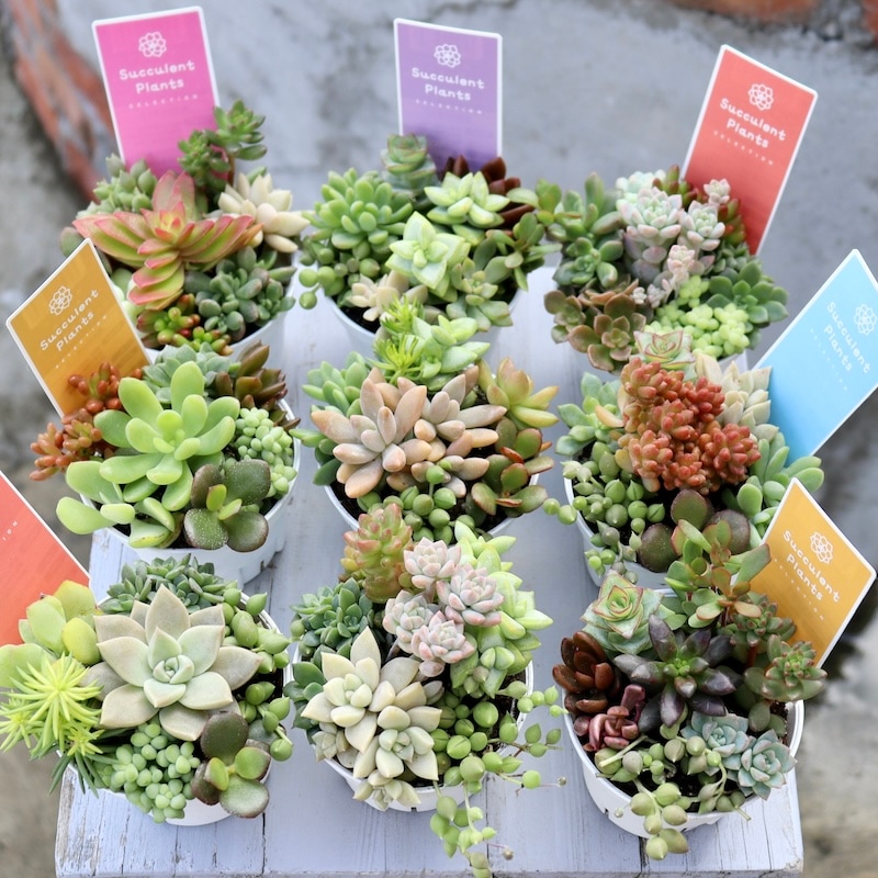 1_000000007801.jpg?1729785295