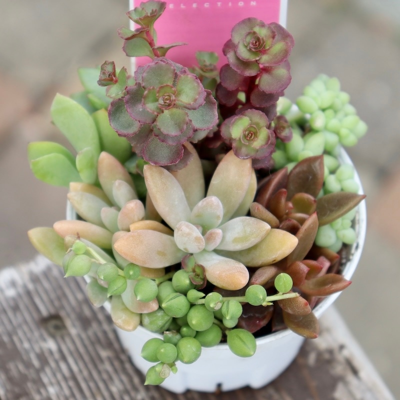 どれも絶対可愛い♪多肉のお任せ寄せ植え(2.5号鉢)